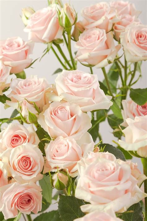 Rosaprima Launches 11 New Spray Roses Spray Roses Spray Roses