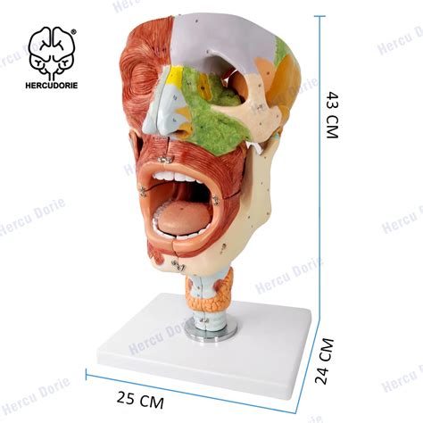 Medical Models Nasopharyngeal Throat Pharyngeal Muscle Human Anatomical