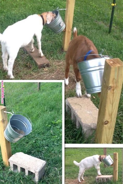 DIY Goat Feeding Stand