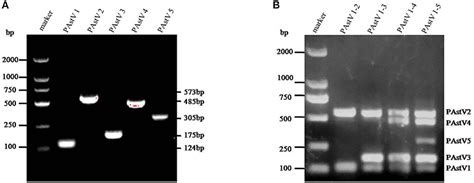 Frontiers Establishment Of A Multiplex Rt Pcr Method For The