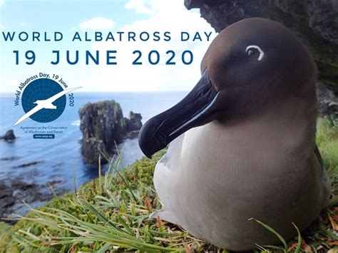 Agreement On The Conservation Of Albatrosses And Petrels World