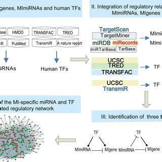 Mi Specific Mirna And Tf Mediated Regulatory Network And Its Structure