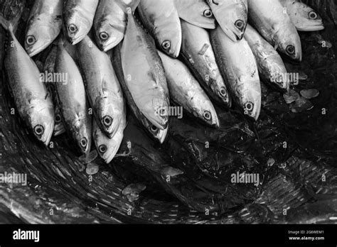 Bangladesh hilsha fish Black and White Stock Photos & Images - Alamy