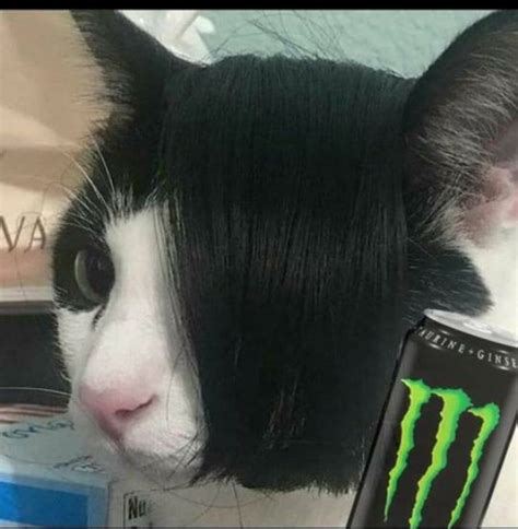 Gato Monster Emo Bangs Emo Meme Emo