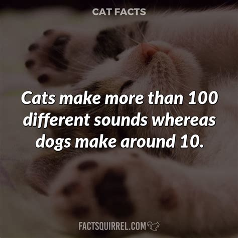 Cats make more than 100 different sounds whereas dogs make around 10 ...