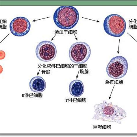 细胞的分化 百度百科