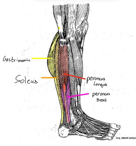 Lateral Leg Compartment Flashcards Quizlet