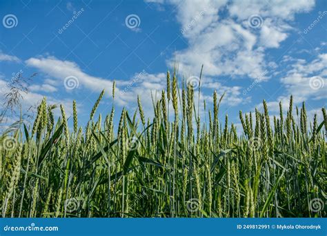 Green Wheat Plant On A Field Stock Image Image Of Grass Grow 249812991