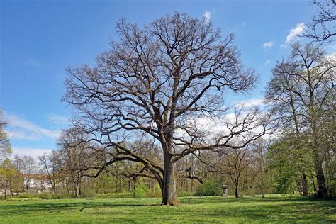 Eiche Im Friedenspark In Hildburghausen Monumentale Eichen Von Rainer