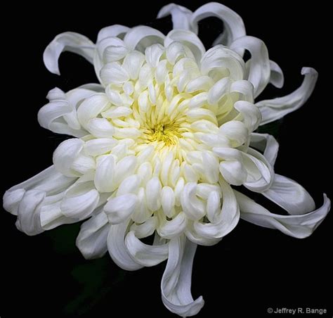 White Chrysanthemum White Chrysanthemum Chrysanthemum Flower