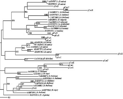 A Phylogenetic Tree Based On The Rt And Rnase H Domain Analysis From