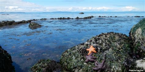 Cherry Point Aquatic Reserve Wa Dnr