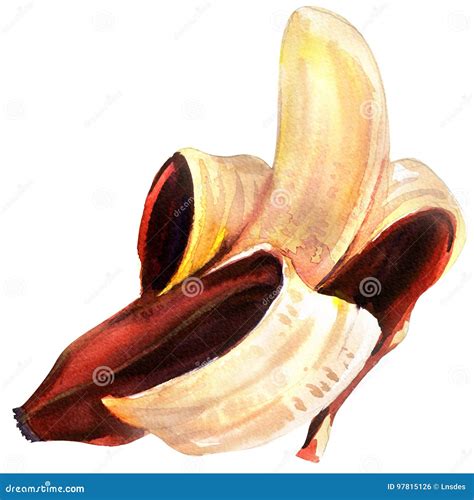 Ripe Single Fruit Half Peeled Red Open Banana Isolated Watercolor