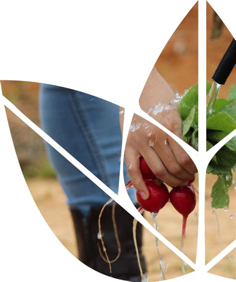 msc  plant sciences  international school  agricultural sciences