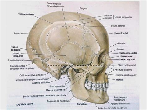 Morfofisiologia I Anatom A