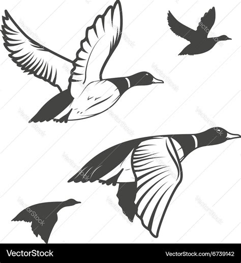 Wild Duck Royalty Free Vector Image Vectorstock