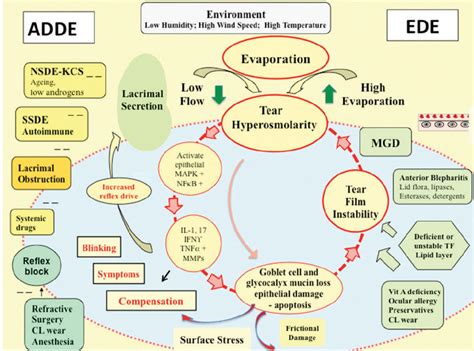 Taming Inflammation in Dry Eye Disease