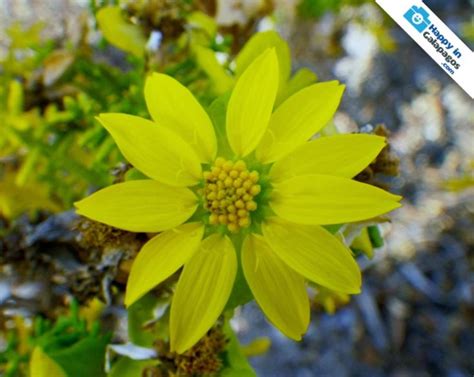 A Beautiful Yellow Flower Of Galapagos Happyingalapagos