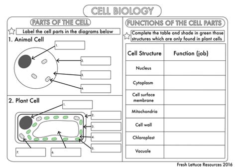 Cell Organelle Worksheet Biology Worksheet Cells Worksheet Science