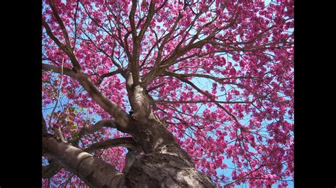 Un compuesto de árbol funcionaría como posible terapia de la leucemia