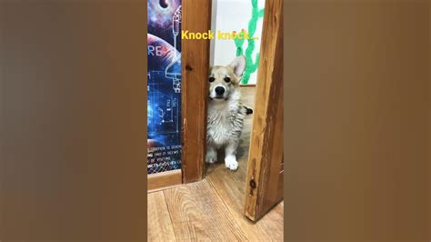 Knock Knock Corgi Corgicrew Youtube