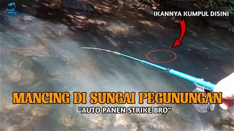 Mancing Di Sungai Pegunungan Air Super Jernih Ikan Nya Melimpah Youtube