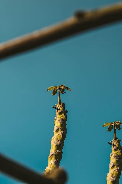 Premium Photo A Banana Tree With A Blue Sky In The Background