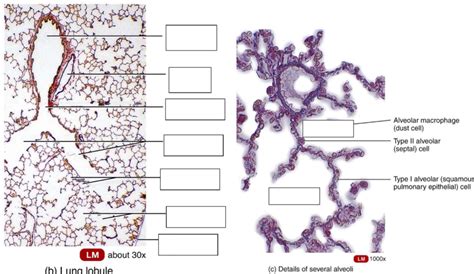 Alveolar Histology 3 Diagram Quizlet