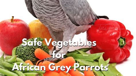 Best Food For African Greys African Greys Diet Food