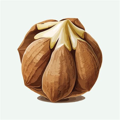 Vector Lindo Estilo De Dibujos Animados De Nueces Vector Premium