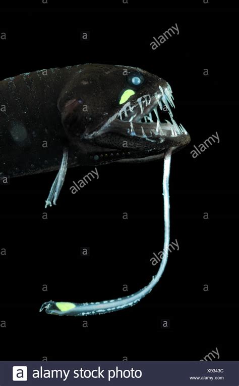 Dragonfish Teeth High Resolution Stock Photography and Images - Alamy