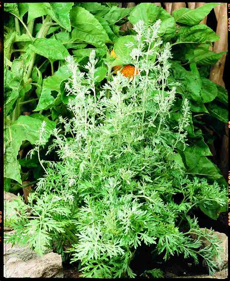 ARTEMISIA absinthium - Muller Seeds