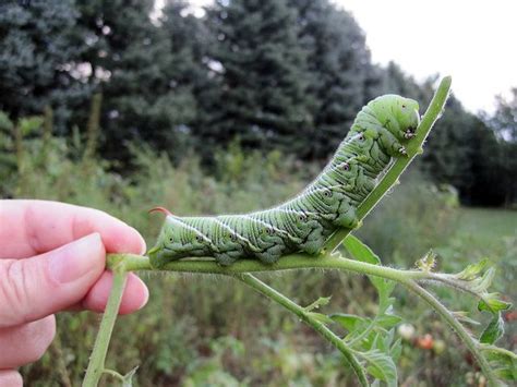 Green Caterpillar Identification Guide Common Types Artofit