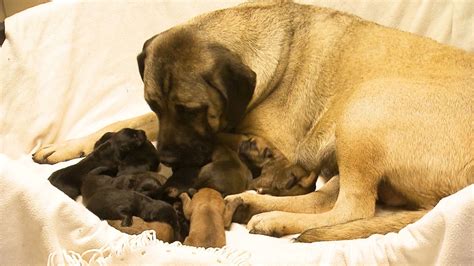 Pfalz Ermittlungen Zu Ausgesetzter Kangal H Ndin Eingestellt Swr Aktuell