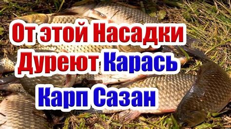 Самая Уловистая насадка на карася. Насадка на Карася Карпа Леща Супер ...