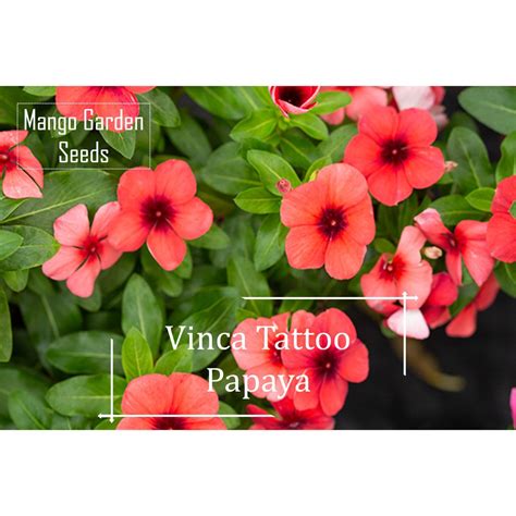 Tattoo Papaya Vinca Flower Seeds 5 Seed Pot Friendly Tanam Pasu