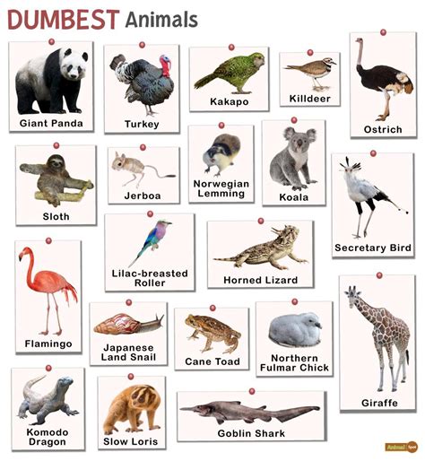 worlds dumbest animals list facts pictures