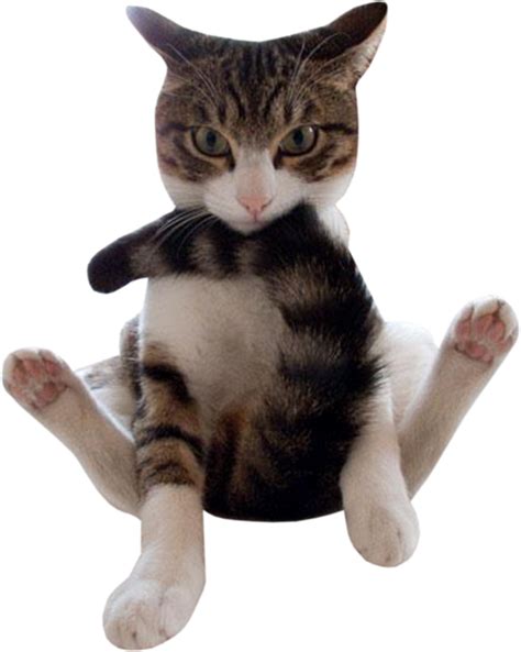 Download Tabby Cat Sitting Funny Pose | Wallpapers.com