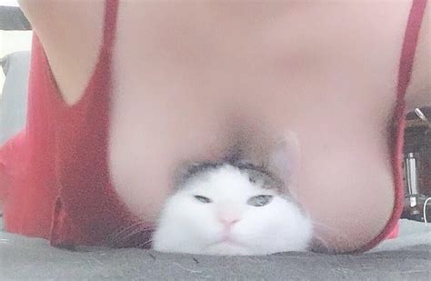 Nsfw Nsfw Cats