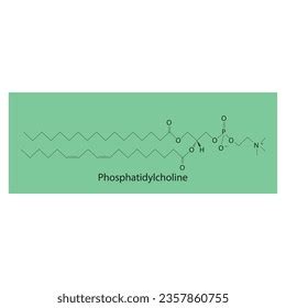 Structure Phosphatidylcholine Biomolecule Skeletal Structure Diagram ...