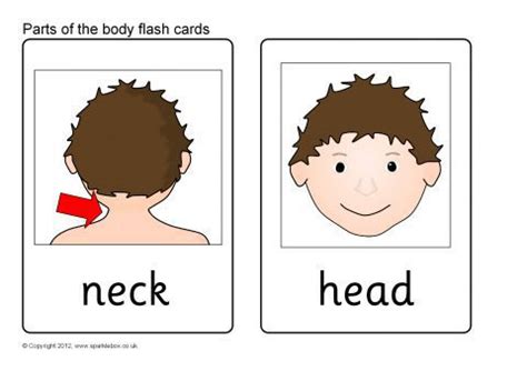 Sfârșit global bobina body parts flashcards pdf leşin Membru ajunge din urmă