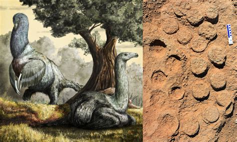 A dinosaur egg bonanza is helping ecologists understand prehistoric parenting