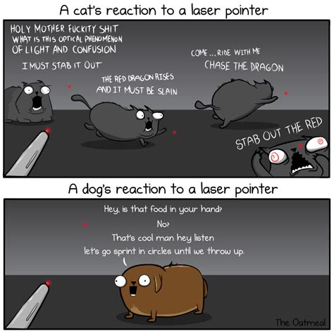 A cat's reaction to a laser pointer - The Oatmeal