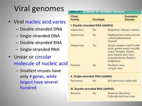 Ppt Viral Genetics Powerpoint Presentation Free Download Id2400135