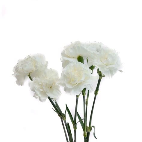 Carnation White - FlowersAndServices®