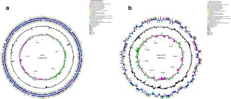 Graphic Representation Of Circular Chromosome A And Plasmid B Of