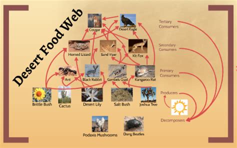 Desert Food Web Examples