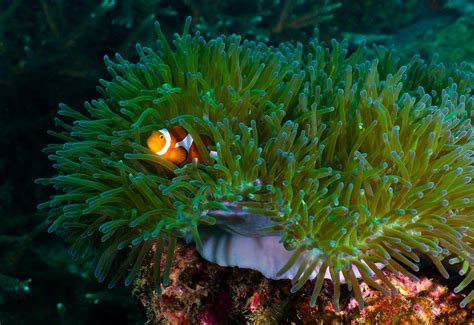 Nemo Clownfish Fish Marine - Free photo on Pixabay - Pixabay