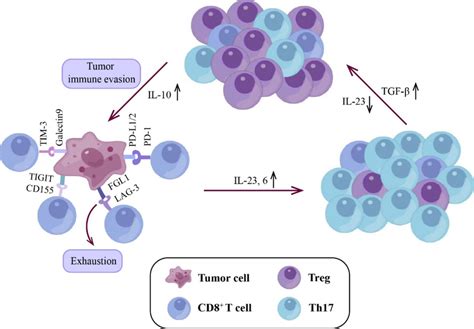 Crosstalk Between Tumor Cells And T Cells IL 23 And 6 Secreted By