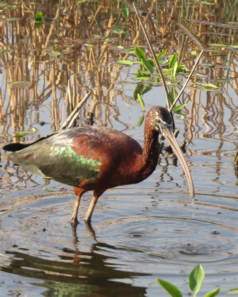 BirdsEye Photography: Review Photos